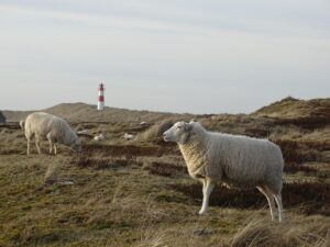 sylt ciekawostki
